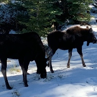 jessica Terrizzicaldwell