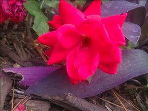 Amber Faith Underwood