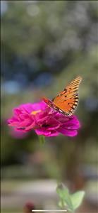 Frances Allen Whitehead